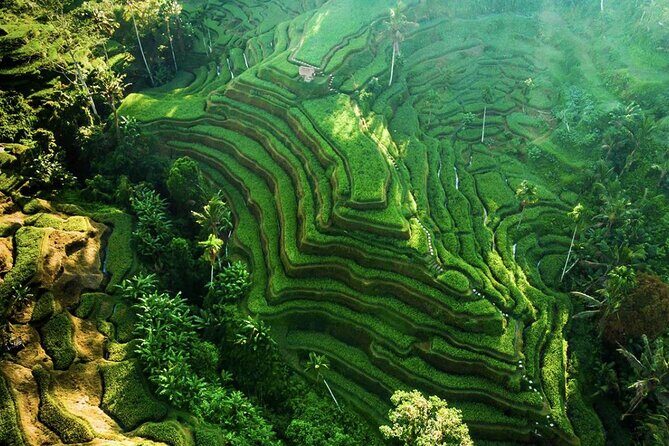 Discover Ubud: Exotism Ubud and Optional Meet the Bali Shaman - A smooth Ubud day built around comfort and choice