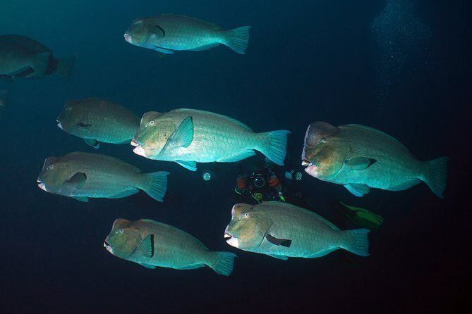 Diving at Tulamben Liberty Shipwreck 2 dives for certified divers - Key highlights worth your attention