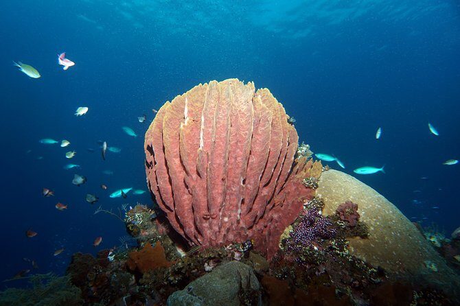Diving at Tulamben Liberty Shipwreck 2 dives for certified divers - Small groups, leader ratio, and what that means for confidence