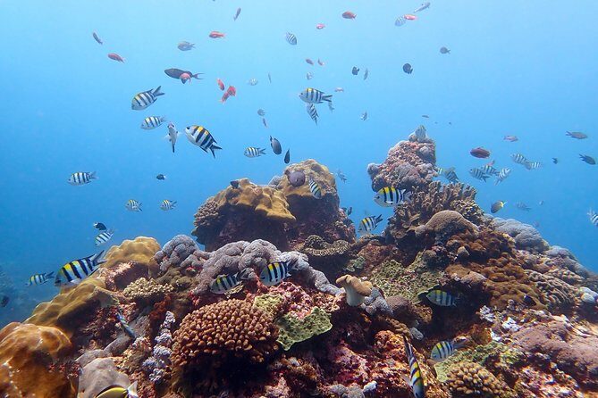 Diving at Tulamben Liberty Shipwreck 2 dives for certified divers - Who this Tulamben Liberty wreck day is best for