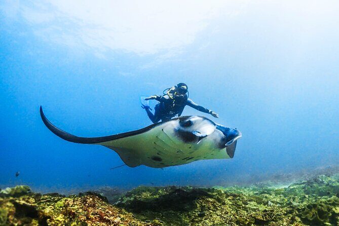 Diving in Nusa Penida - Morning Start on Nusa Penida: schedule and what you’re paying for