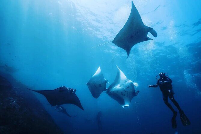 Diving with Manta Ray at Nusa Penida - Key highlights worth your attention