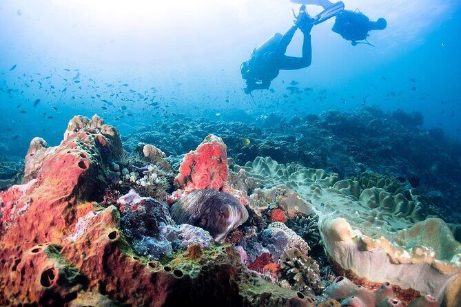 Diving with Manta Ray at Nusa Penida - Why Nusa Penida’s Manta Point is the main draw