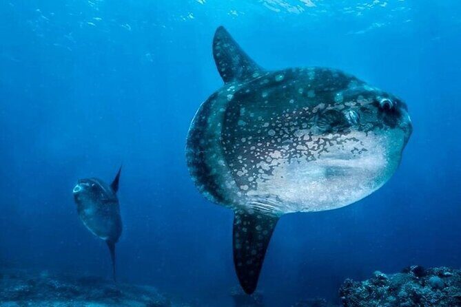 Diving with Manta Ray at Nusa Penida - Book it or skip it: my practical recommendation
