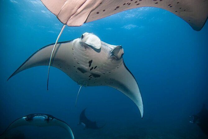 Diving with Manta Ray at Nusa Penida - Getting to Banjar Nyuh Port: the logistics that affect your day