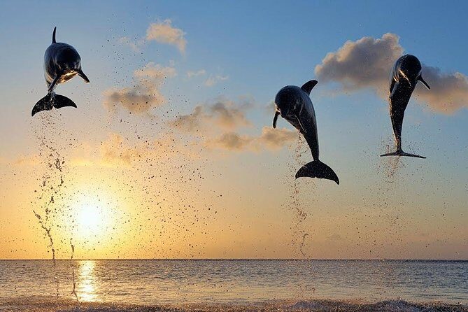 Dolphin Tour and Sunrise Watching in Lovina Beach - All Inclusive - Value and price: does $63.99 make sense in north Bali?