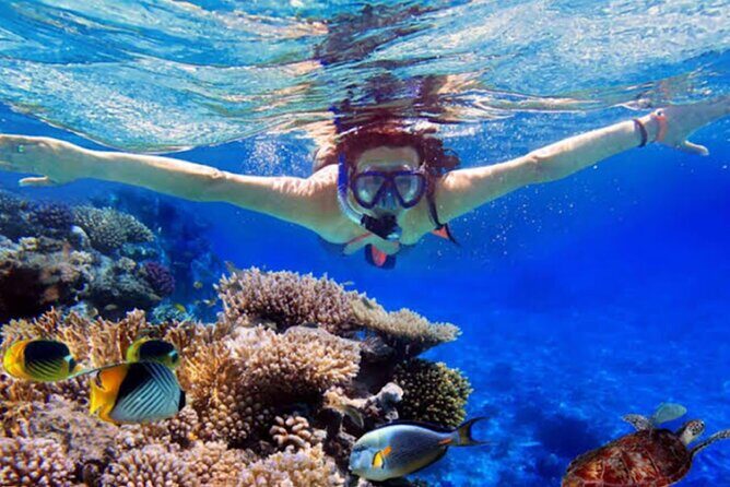 Dolphin Watching Tour, Swimming with Dolphins and Snorkeling - On the water: how the dolphin search really plays out