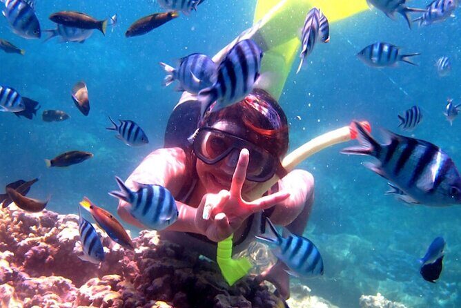 Dolphin Watching Tour, Swimming with Dolphins and Snorkeling - Getting from Ubud to Lovina: early pickup that actually matters