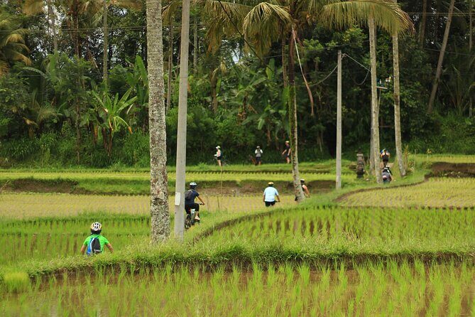 Downhill Cycling Ubud with Volcano, Rice Terrace and Educational - Rice fields and family compound learning: where the day turns cultural
