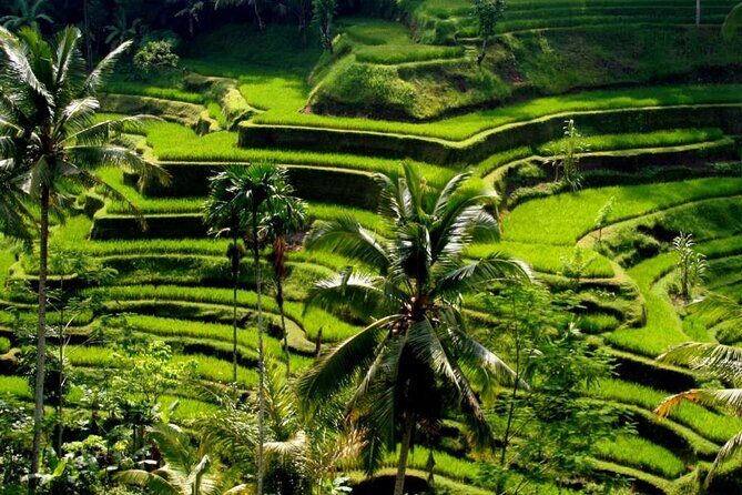 Exclusive Ubud Experience: Nature, Culture & Adventure in One Day - Key highlights worth your time