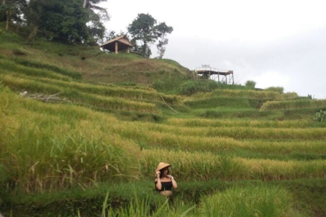 Experience Full Day to Bali Swing Temple and Monkey Forest - Rice terraces and a coffee plantation: a break you can actually enjoy