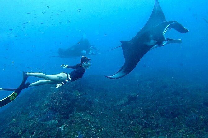 Explore 4 iconic snorkeling spots of Manta Bay in Nusa Penida - Stop 3: Coral reefs and big-turtle sightings