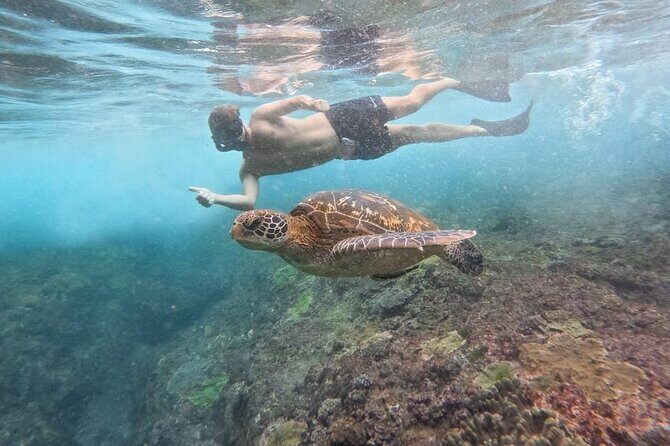 Explore 4 iconic snorkeling spots of Manta Bay in Nusa Penida - Stop 4: Wall Bay’s blood-red coral and deep walls