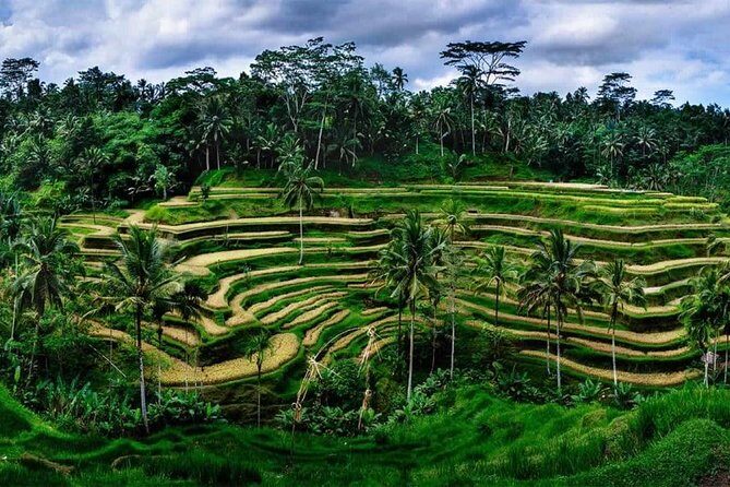Fantastic Ubud Tour with Jungle Swing - Pickup in Ubud, South Bali, or Sanur: Why It Matters