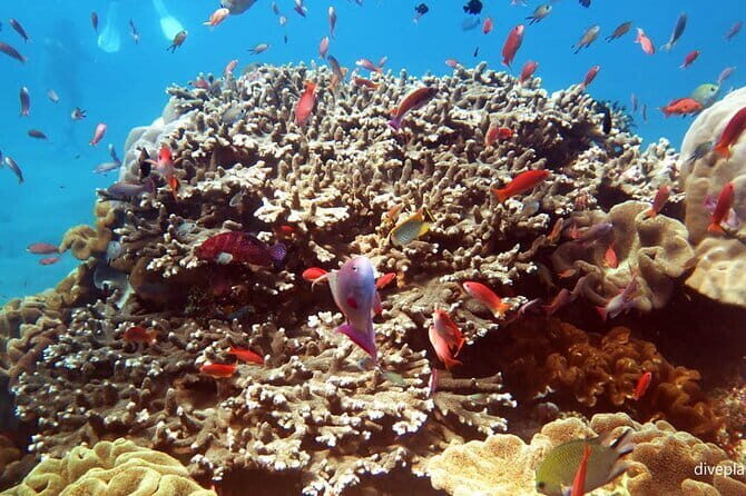 From Bali: Nusa Penida Snorkeling and Island Tour - Speedboat to Nusa Penida: fast transport that drives the itinerary