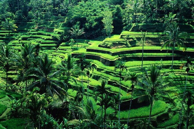 Full Day ATV Ride, Monkey Forest,Tegalalang Rice Terrace - Key highlights at a glance