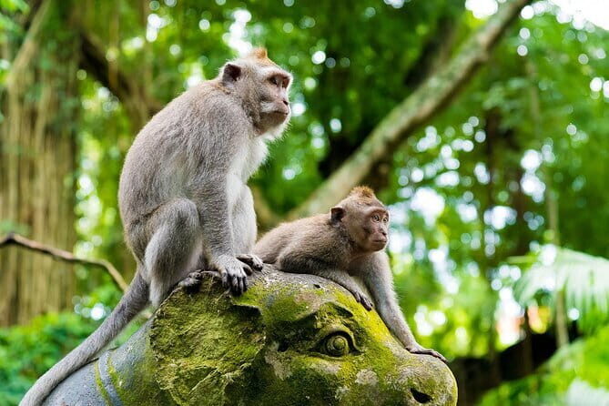 Full Day ATV Ride, Monkey Forest,Tegalalang Rice Terrace - A 7-hour Ubud hit: ATV, Monkey Forest, and Tegalalang