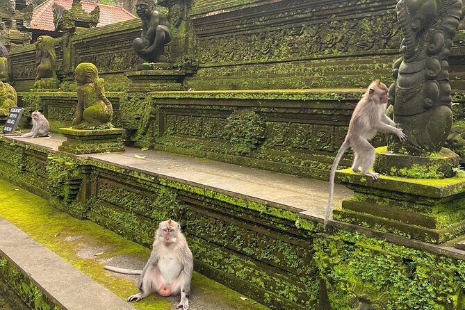 Full Day Best of Ubud Private Tour - Tegalalang Rice Terrace: what to notice beyond photos