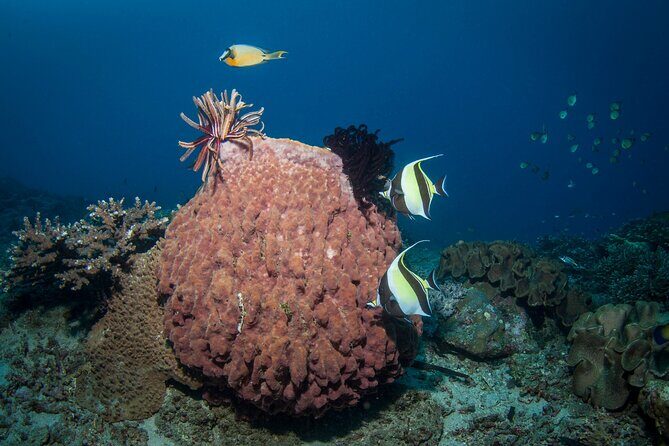 Full-Day Discover Scuba Diving Tour for Beginners in Tulamben - What’s Included (and What You’ll Probably Want to Add)
