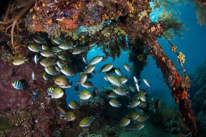Full-Day Discover Scuba Diving Tour for Beginners in Tulamben - Price and Value: Why $154.95 Can Make Sense for First-Timers