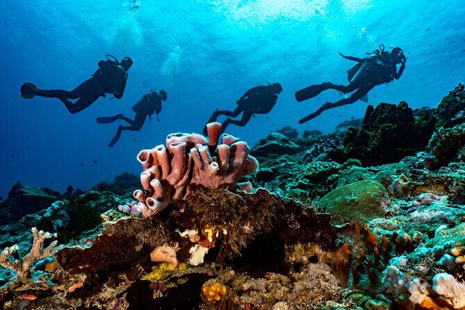 Full-Day Discover Scuba Diving Tour for Beginners in Tulamben - Who Should Book This (and Who Might Want to Pass)