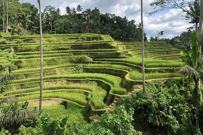 Full-Day Highlights and Best of Ubud Village - Tirta Empul: holy spring temple and purification by water