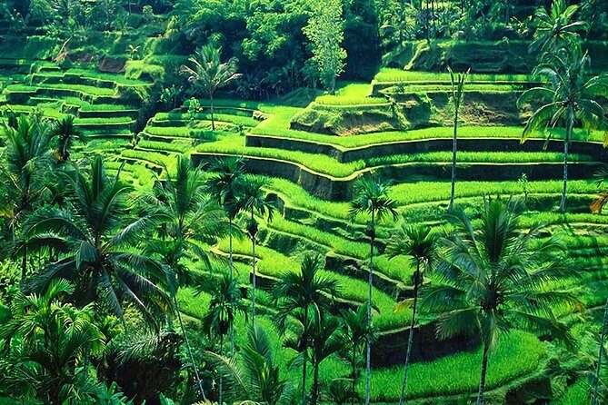 Full-Day in Bali: Amazing Ubud Tour - Pickup, Timing, and the Real Rhythm of a 9-Hour Day
