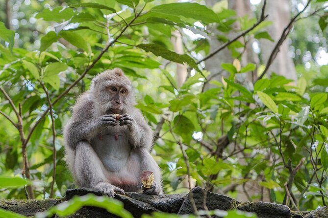 Full Day Kintamani Volcano View and Ubud Village Tour - Tegalalang Rice Terrace and the Kintamani Highlands Break