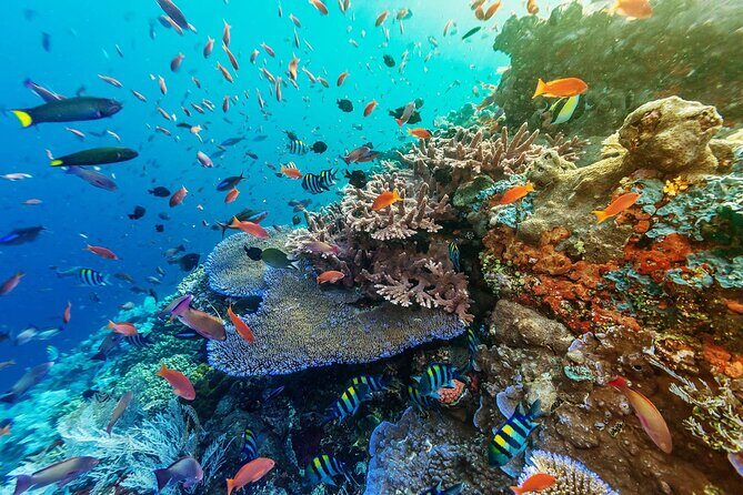 Full-Day Nusa Penida Snorkeling Adventure from Bali - Small-group size (max 12) and guide help that matters