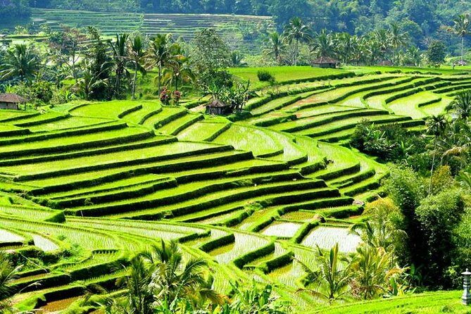 Full-Day Private Cultural Bali Tour + Balinese Driver - Tirta Empul: holy spring purification in a temple bathing complex