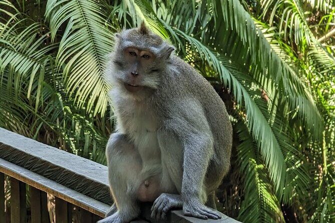 Full Day Private Tour to Ubud Waterfall and Tanah Lot Sunset - Stop 2: Sacred Monkey Forest Sanctuary in the middle of Ubud