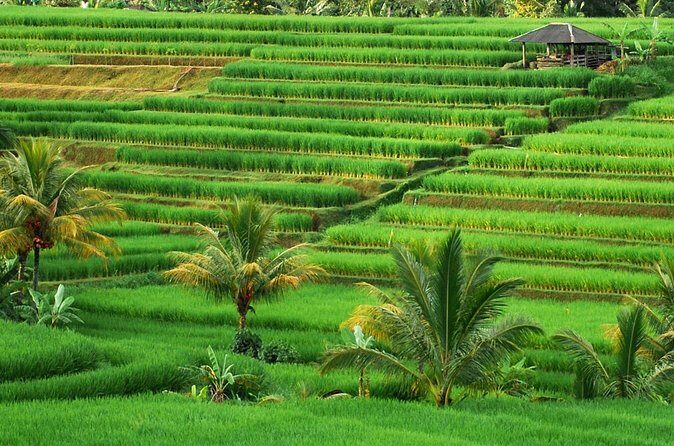 Full Day Private Water Temples Tour in Bali - The garden with 21,000 specimens plus Taman Ayun and Secret Garden Village