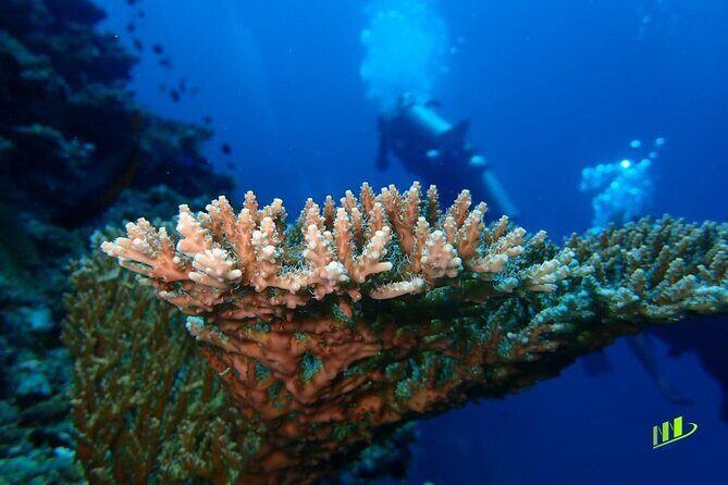 Full-Day Scuba Diving Experience of USAT Liberty in Tulamben - Price and Value: Does $134 Make Sense Here?