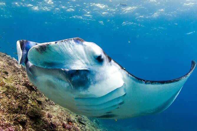 Full-Day Tour in Nusa Penida Island + Snorkeling Experience - Diamond Beach: the diamond rock and two different looks