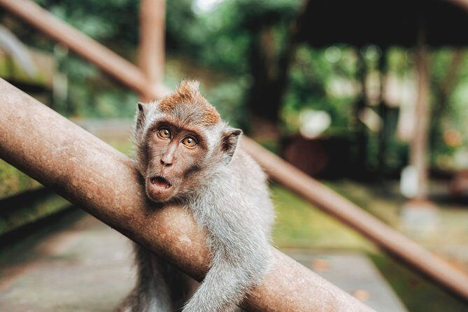 Full day Tour to Best of Ubud with jungle swing - Stop 1: Sacred Monkey Forest Sanctuary Without Losing Your Lunch