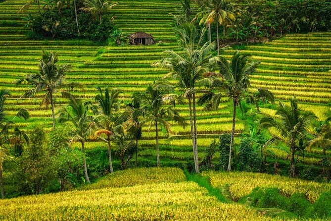 Full Day Tour to Water Temples UNESCO Rice Terraces in Bali - Pickup from Ubud: private driving that keeps the schedule realistic