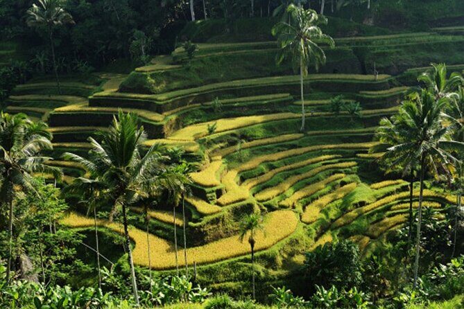 Full Day – Ubud Art Village and Mount Batur Kintamani with Lunch - Segara Windhu coffee plantation: luwak process and multiple tastings
