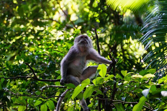 Full Day – Ubud Art Village and Mount Batur Kintamani with Lunch - Kemenuh wood carving and Tegenungan waterfall: finishing with craft then jungle scale