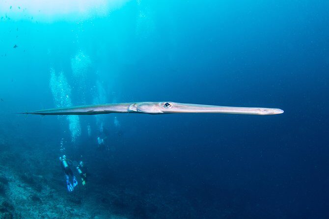 Fun Dive Nusa Penida Bali - For Certified Divers - What you get for $278.28: value beyond the boat ride
