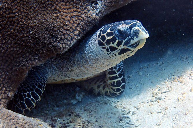 Fun Dive Nusa Penida Bali - For Certified Divers - Boat comfort, lunch timing, and why the schedule feels disciplined