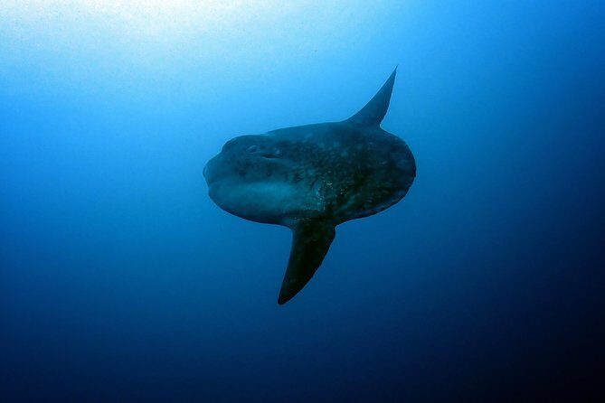 Fun Dive Nusa Penida Bali - For Certified Divers - The human factor: staff attention and guides who set you up for safety