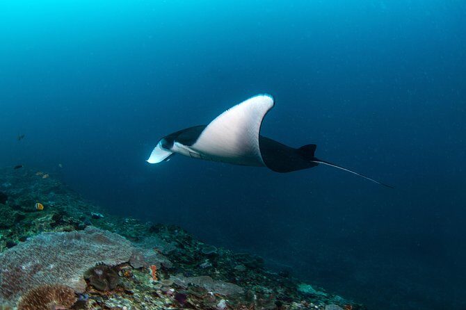 Fun Dive Nusa Penida Bali - For Certified Divers - The three sites: Manta Point, Crystal Bay, and SD (Sekolar Dasar)