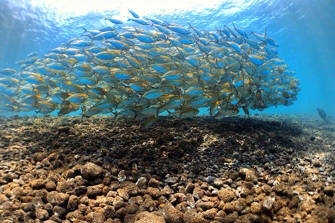 Fun Diving Tulamben Bali - For Certified Divers - Spotting wildlife on the wreck: a quick checklist