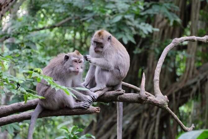 Goa Gajah / Elephant Cave Temple And Ubud Tour - All Inclusive - D’Alas Warung lunch: sit down with panoramic jungle views