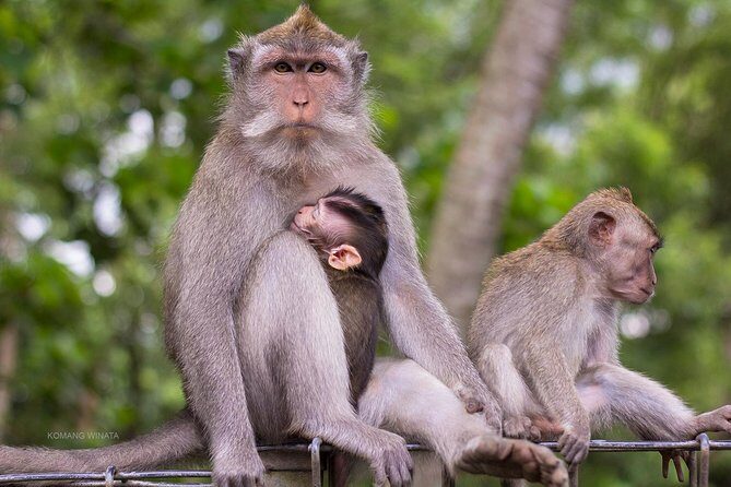 Gorilla Cave ATV Bali Ubud, Monkey Forest, Temple, and Lunch - Puseh Batuan Temple: a short stop with real cultural weight