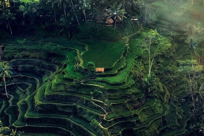 Half Day Private Tour in Ubud - Why Ubud’s Best Sights Are Easier With Private Transport