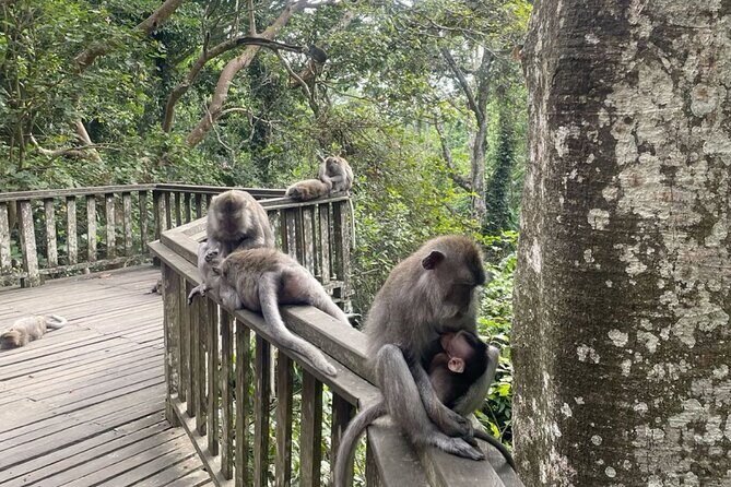 Half Day Private Tour in Ubud - How the Timing Feels Through Your Day