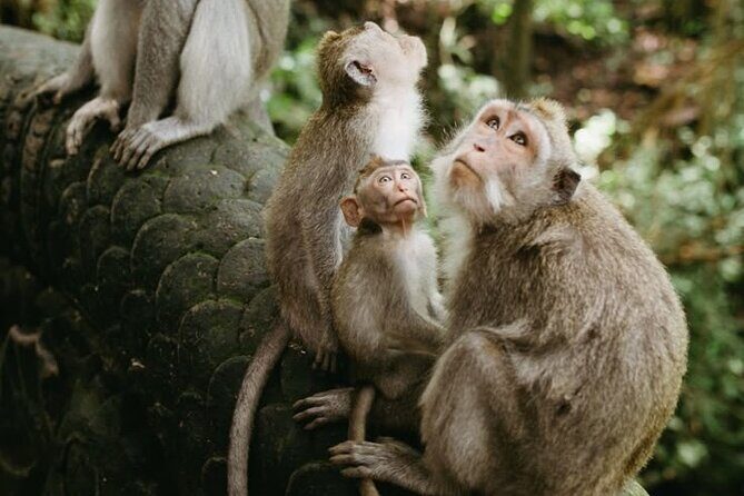 Half Day Private Tour in Ubud - Pickup Across South Bali: The Quiet Convenience Factor