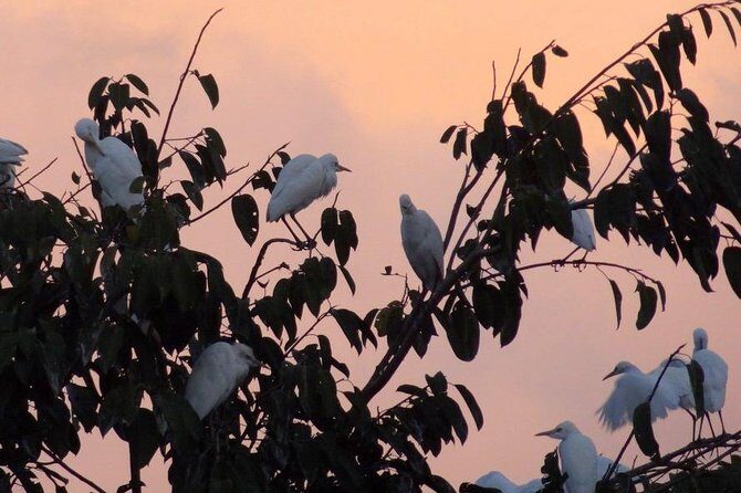 Half Day Ubud Tour: Ubud Unique Spots - Petulu and the herons: waiting with a cold beer, then watching the sky do its thing