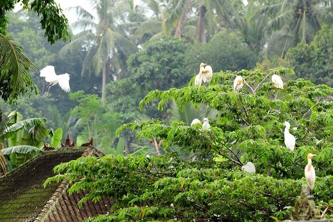 Half Day Ubud Tour: Ubud Unique Spots - Sacred Monkey Forest Sanctuary: temple paths, macaques, and real-life unpredictability